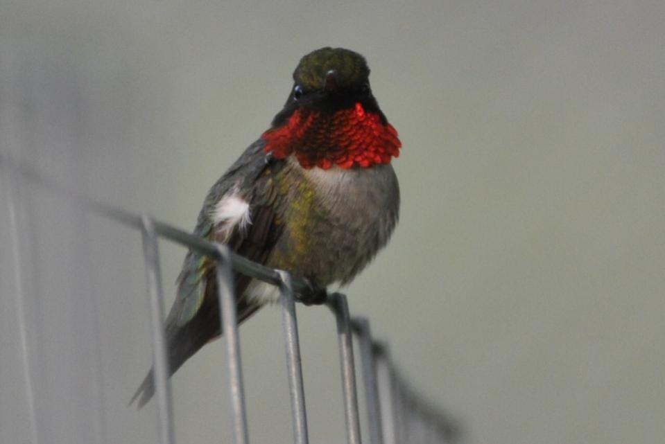 Name:  Hummingbird male 5-16-10 K.jpg
Views: 165
Size:  33.5 KB