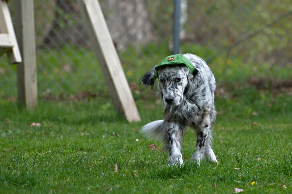 Name:  Grace looking spiffy in her new hat 5-16-20.jpg
Views: 1891
Size:  84.6 KB