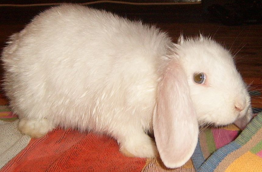 Name:  rabbit.JPG
Views: 303
Size:  80.7 KB