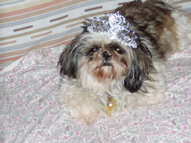 Name:  P1010083 MINDY TIARA.jpg
Views: 1335
Size:  90.0 KB