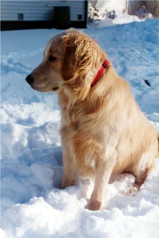 Name:  Bailey in the snow.jpg
Views: 3863
Size:  68.0 KB