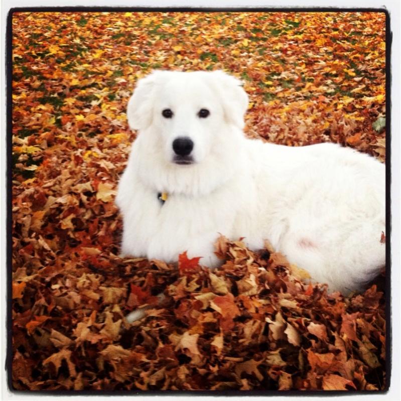 Name:  Layla in Leaves.jpg
Views: 1347
Size:  113.9 KB