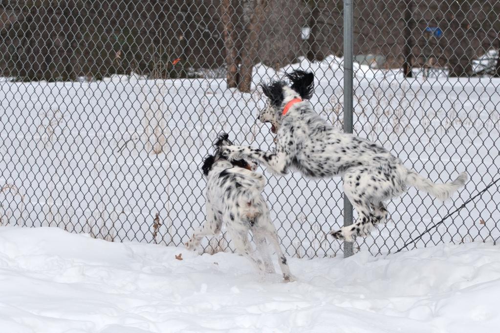 Name:  Lili practicing her ninja moves 2-18-21.jpg
Views: 1224
Size:  148.6 KB