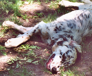 Name:  Brier napping with Stick 6-10-07.jpg
Views: 243
Size:  91.9 KB