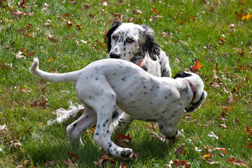 Name:  Lili and Loon playing 10-23-19 D.jpg
Views: 1529
Size:  153.3 KB