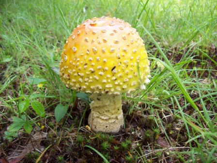 Name:  Front yard - Mushroom 6-19-09 B.JPG
Views: 195
Size:  75.9 KB