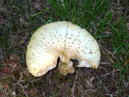 Name:  Front yard - Mushroom 6-23-09 C.JPG
Views: 196
Size:  88.4 KB