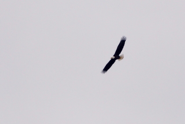 Name:  Bald eagle at Lowes Crk Park 3-13-10.JPG
Views: 182
Size:  92.8 KB