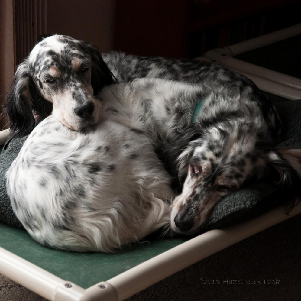 Name:  Cass and Ridge snuggling 12-23-13.jpg
Views: 1844
Size:  102.1 KB