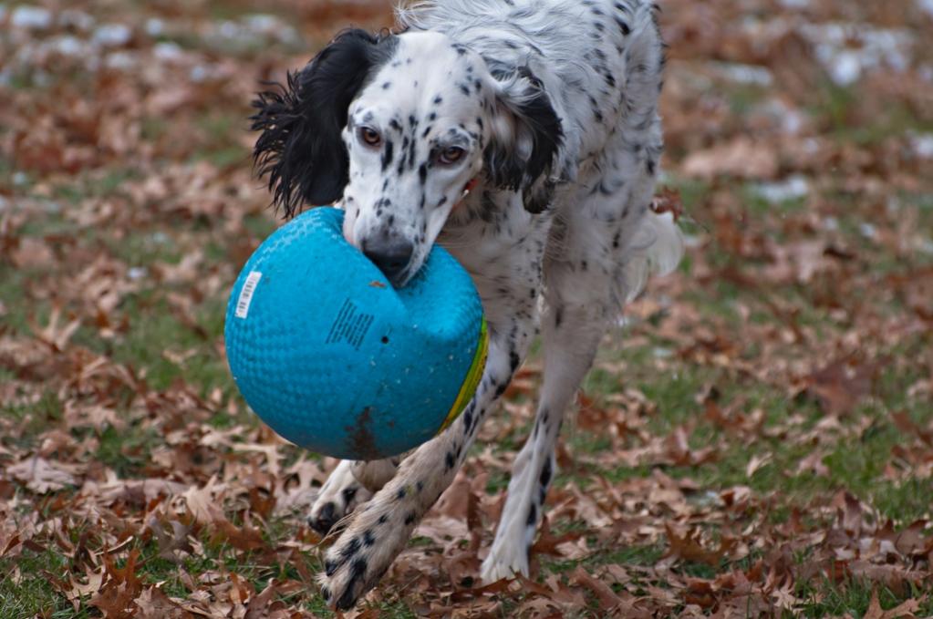 Name:  Slightly deflated balls are easier to run with! 11-16-19 G.jpg
Views: 9035
Size:  95.2 KB