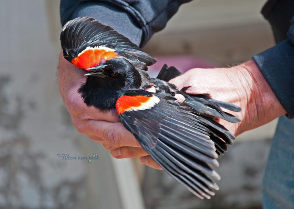 Name:  Red-winged blackbird, ready for release 5-7-12 A.jpg
Views: 389
Size:  64.4 KB