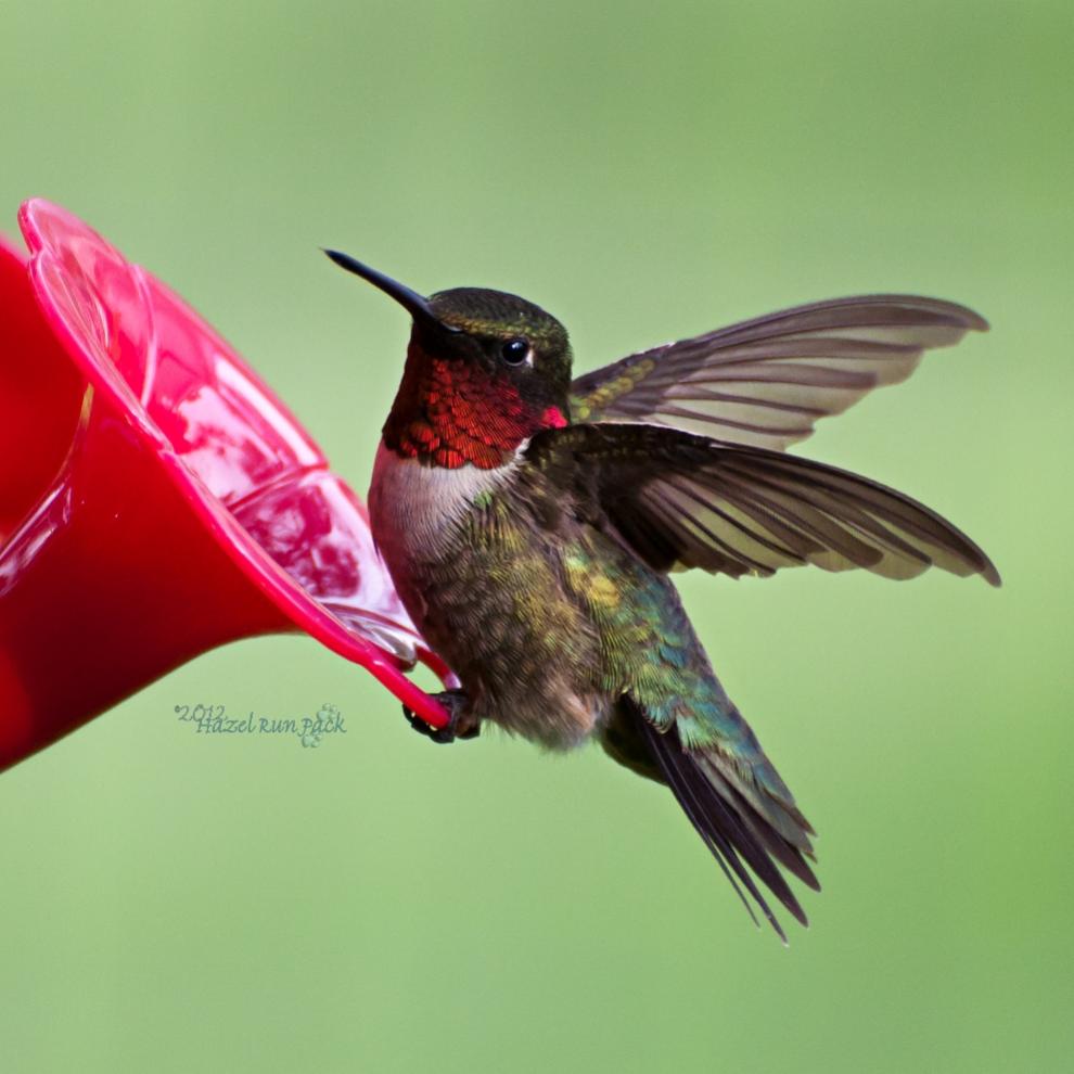 Name:  Ruby-throated hummingbird 5-23-12 A2.jpg
Views: 453
Size:  68.7 KB