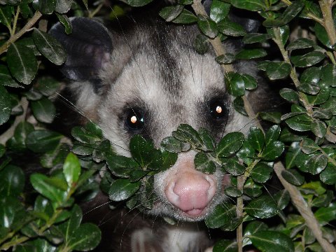 Name:  Petey the Possum.JPG
Views: 2839
Size:  55.6 KB