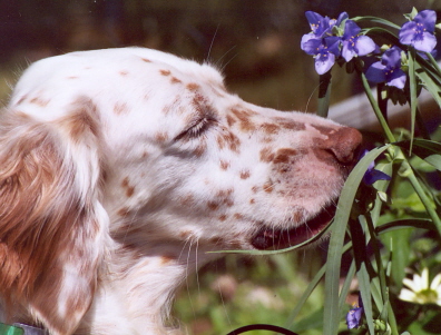 Name:  Macie taking a break to smell the flowers 6-23-06.jpg
Views: 311
Size:  91.1 KB