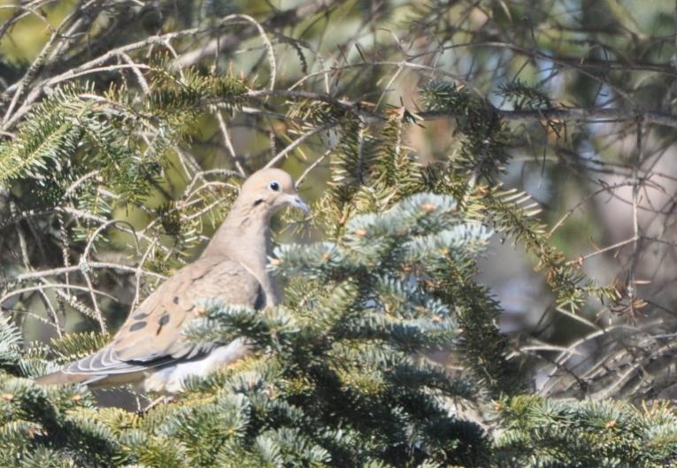 Name:  Mourning dove in hemlock 2-25-10.jpg
Views: 680
Size:  86.4 KB