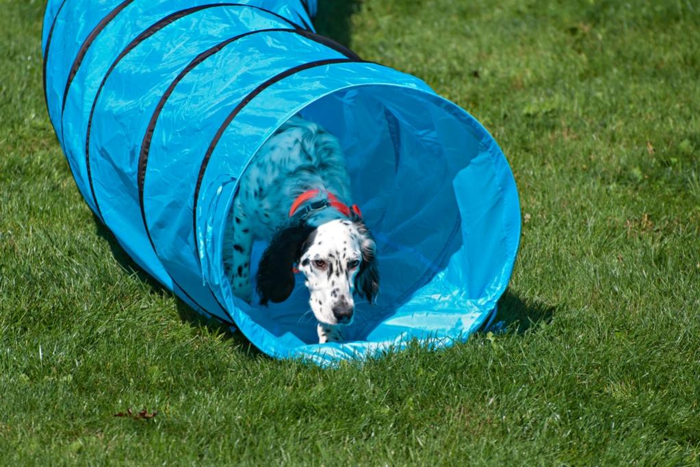 Name:  Lili coming through the tunnel on her own 8-21-19.jpg
Views: 1062
Size:  134.9 KB