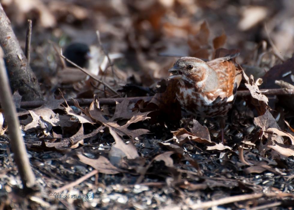 Name:  Fox sparrow 3-18-12 O.jpg
Views: 150
Size:  96.3 KB