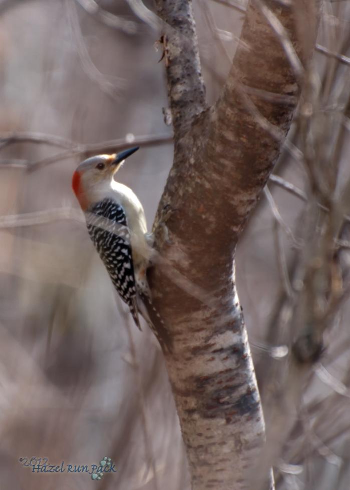 Name:  Red-bellied woodpecker, fem 3-18-12 A.jpg
Views: 134
Size:  53.9 KB