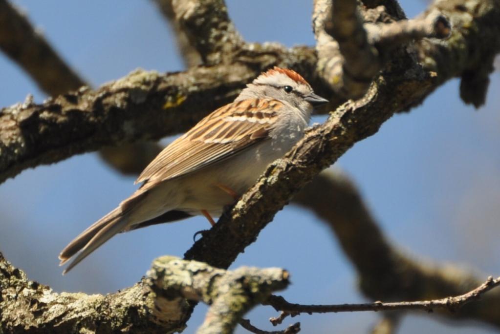 Name:  Chipping sparrow male 4-22-10 B.jpg
Views: 171
Size:  68.9 KB