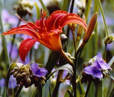 Name:  Garden - Day Lily in the Spiderwort 7-11-08.jpg
Views: 279
Size:  27.6 KB