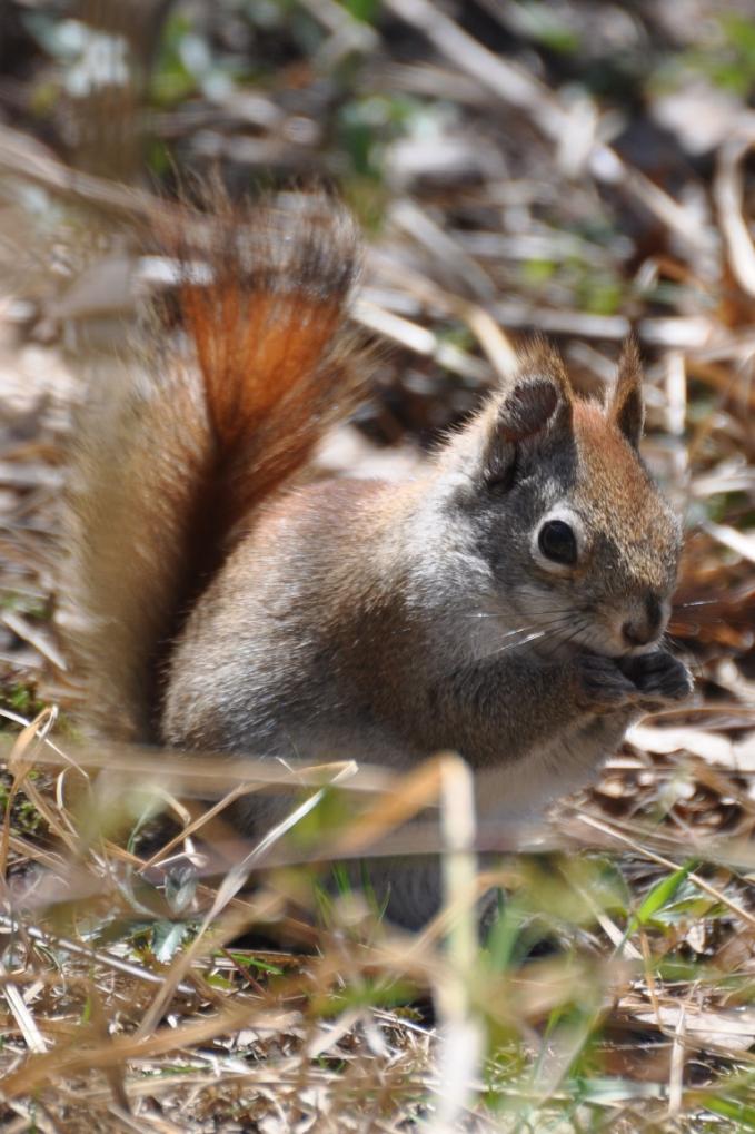 Name:  Red squirrel 4-18-10 B.jpg
Views: 209
Size:  96.4 KB