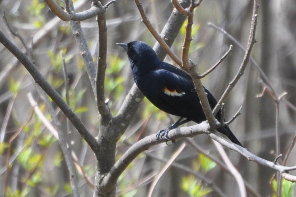 Name:  Red-winged blackbird 4-23-10 A.jpg
Views: 165
Size:  67.7 KB