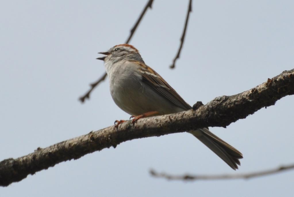 Name:  Chipping sparrow singing 4-23-10.jpg
Views: 112
Size:  35.5 KB