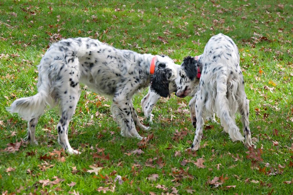 Name:  Lili and Colbi coming to terms over Loon 10-23-19.jpg
Views: 11445
Size:  162.6 KB