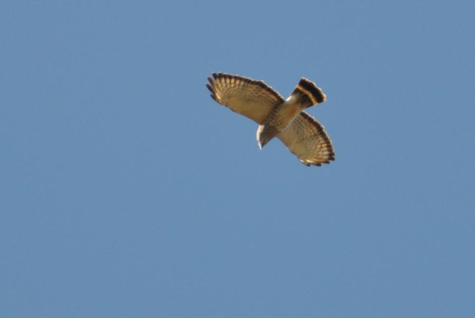 Name:  Broad-winged hawk 4-18-10.jpg
Views: 200
Size:  17.9 KB