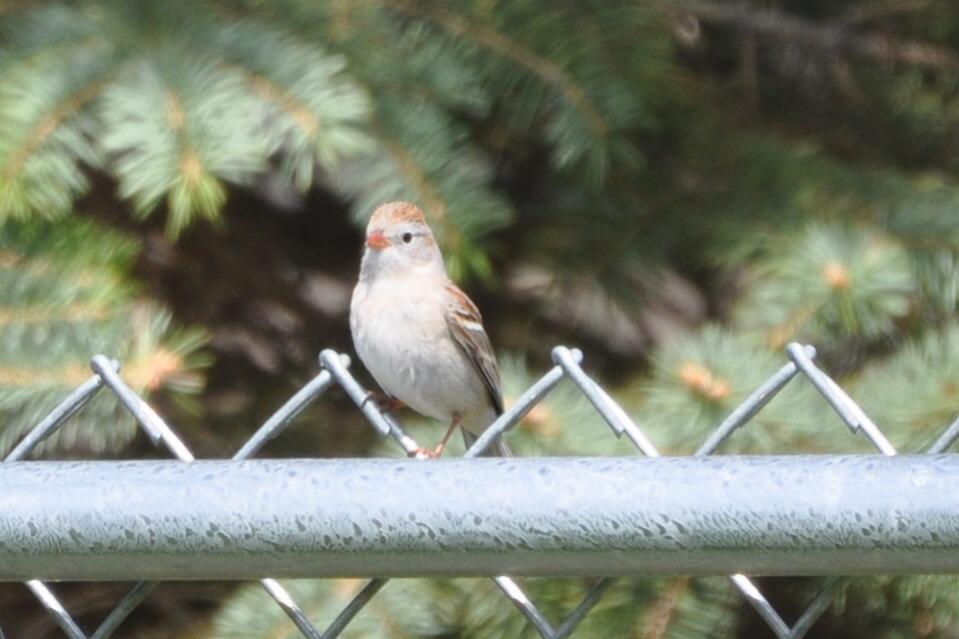 Name:  Field sparrow 4-19-10 B.jpg
Views: 194
Size:  62.8 KB
