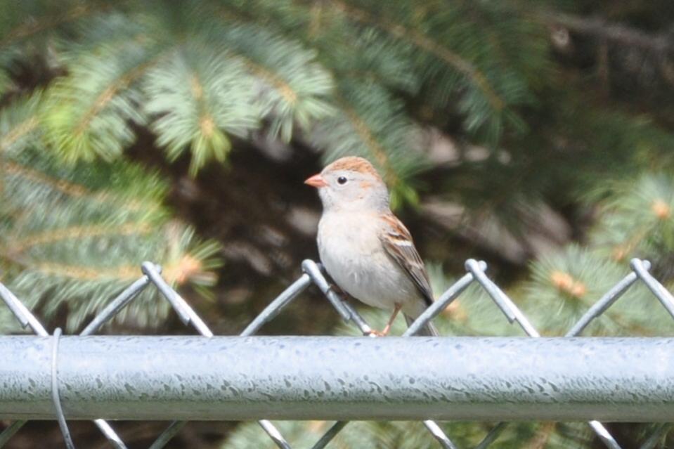 Name:  Field sparrow 4-19-10.jpg
Views: 200
Size:  67.6 KB