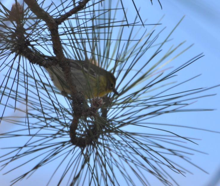 Name:  Pine warbler 4-22-10 B.jpg
Views: 185
Size:  77.2 KB
