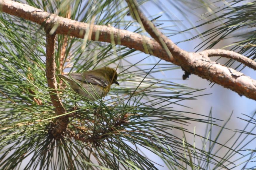 Name:  Pine warbler 4-22-10.jpg
Views: 174
Size:  102.6 KB