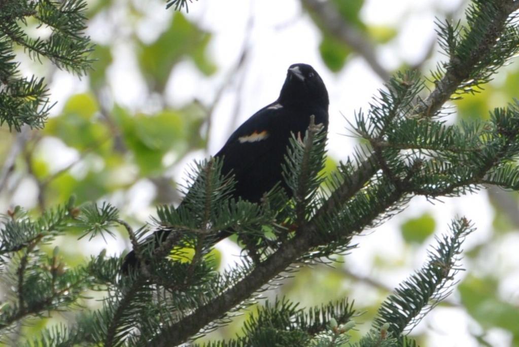Name:  Red-winged blackbird in the hemlock 4-23-10 A.jpg
Views: 170
Size:  94.1 KB
