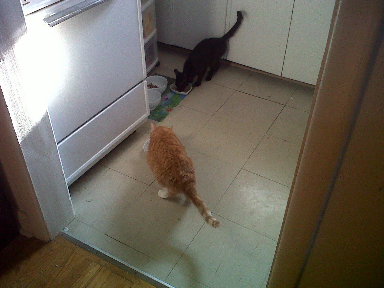 Name:  07.03.12 - 2 - cats eating .jpg
Views: 132
Size:  201.2 KB