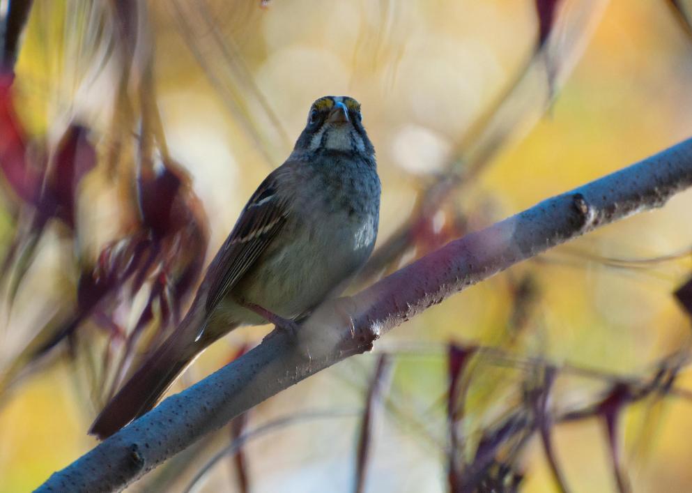 Name:  White-throated sparrow 10-2-11 F.jpg
Views: 93
Size:  69.7 KB