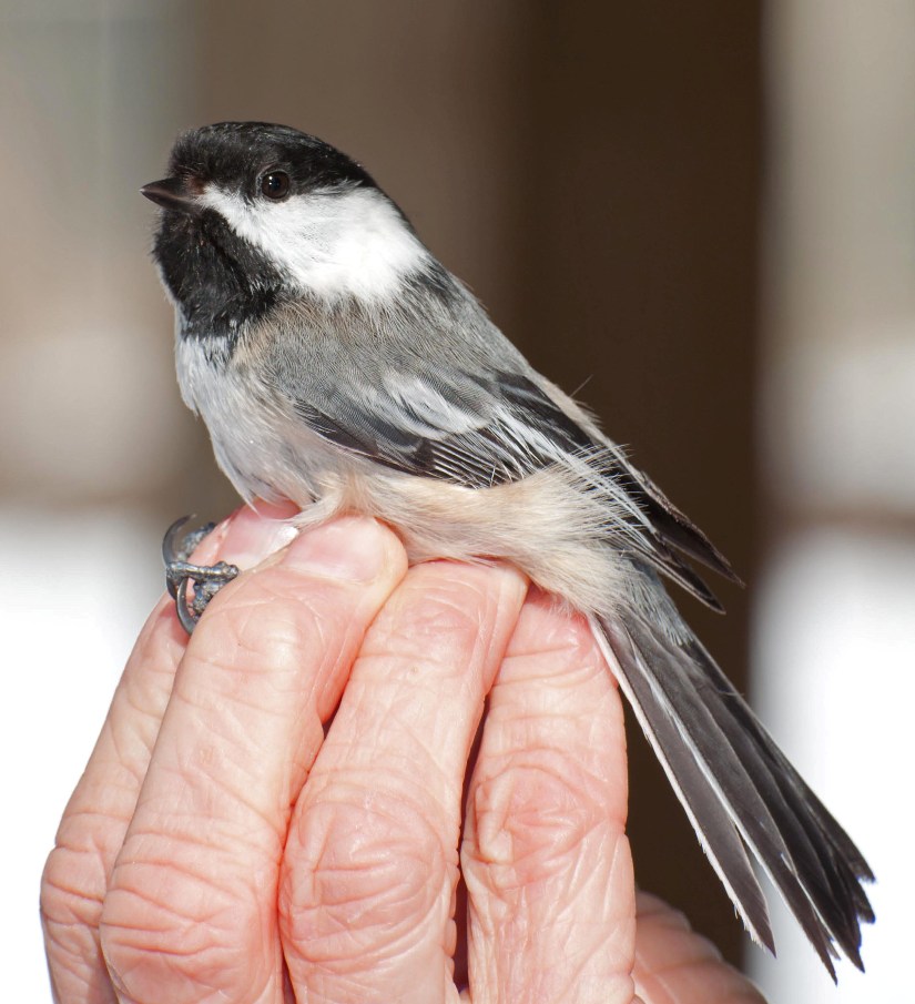 Name:  Freshly banded chickadee 3-30-11.jpg
Views: 280
Size:  131.4 KB