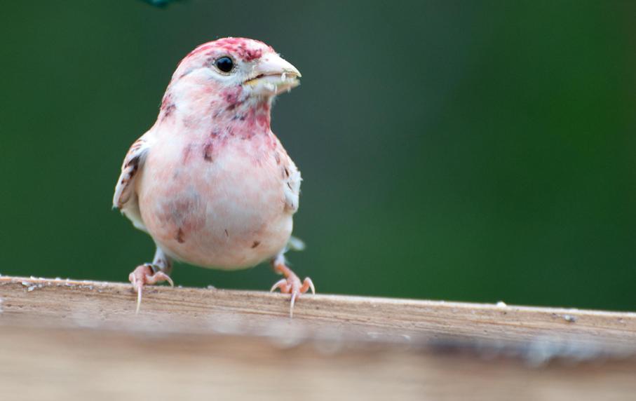 Name:  Leucistic purple finch 5-27-11 B.jpg
Views: 643
Size:  40.6 KB