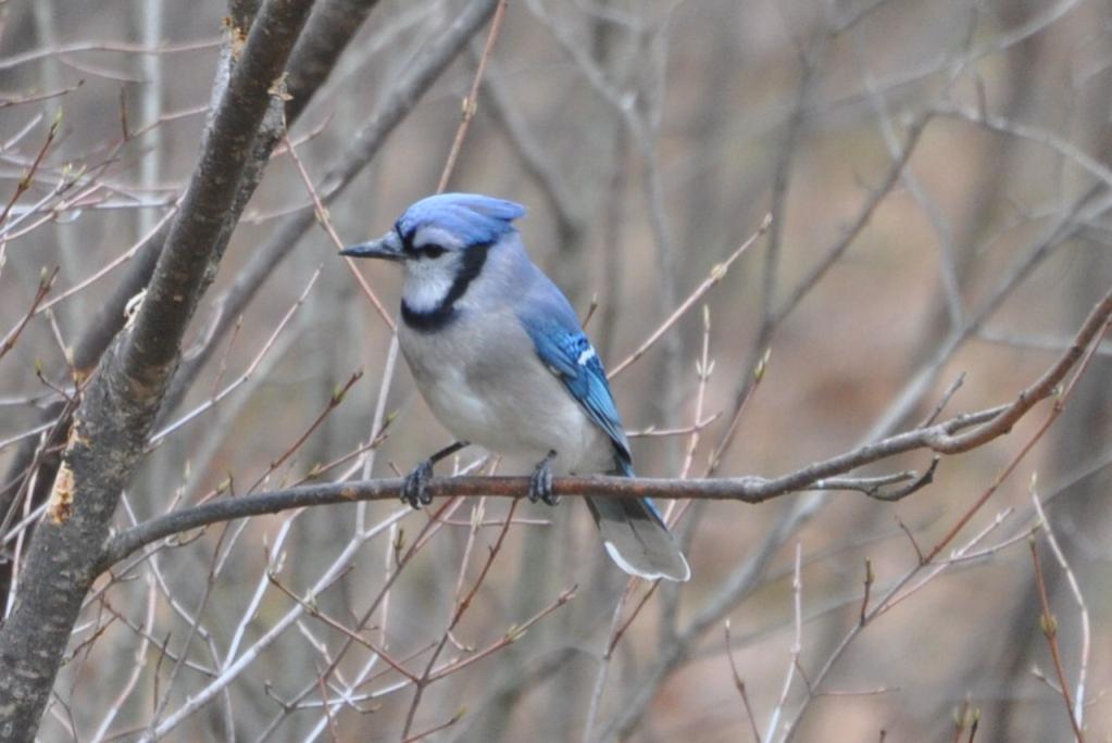 Name:  Blue jay 4-12-10 A.jpg
Views: 152
Size:  69.9 KB