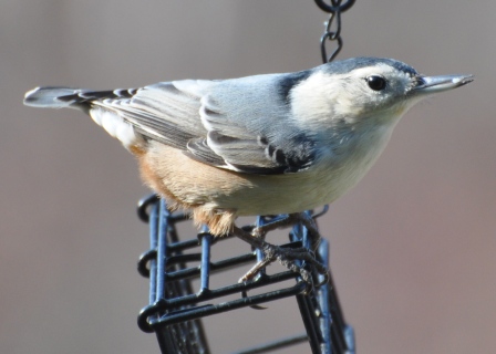Name:  white-breasted nuthatch 1.JPG
Views: 210
Size:  84.3 KB