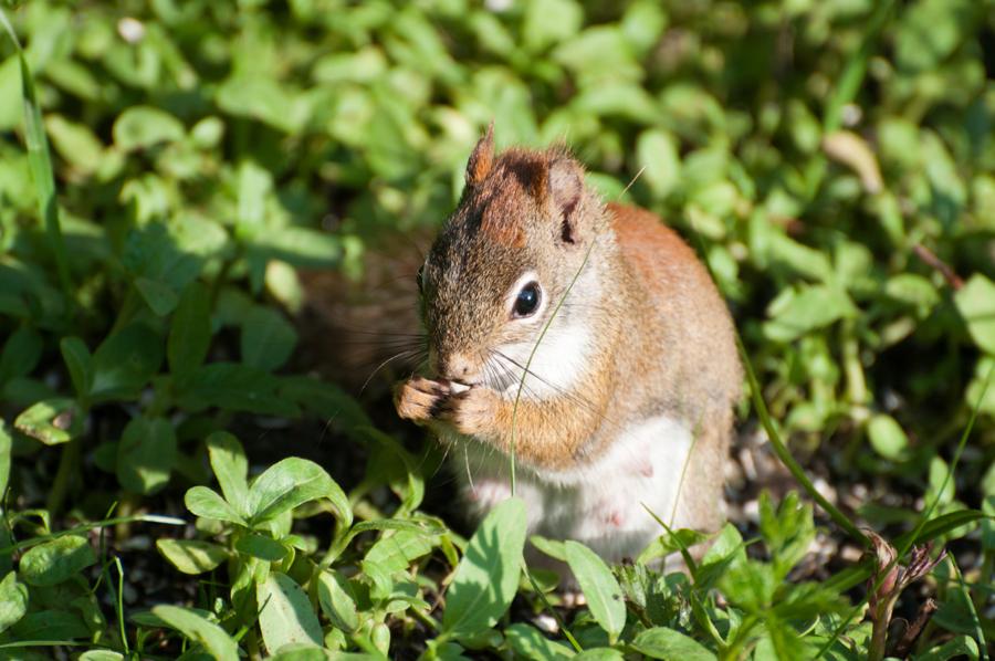 Name:  Red squirrel 5-30-11 A.jpg
Views: 1406
Size:  88.4 KB