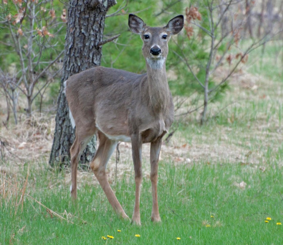 Name:  Very pregnant doe 5-7-11.jpg
Views: 573
Size:  194.2 KB