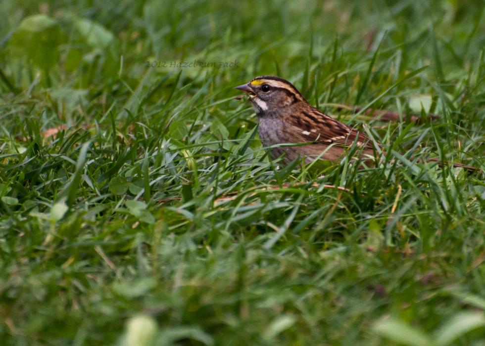 Name:  White-throated sparrow 9-16-12 A.jpg
Views: 5045
Size:  95.5 KB