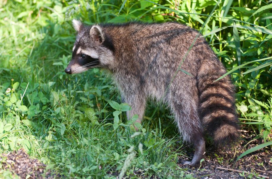 Name:  Raccoon #1 6-19-11 H.jpg
Views: 1261
Size:  145.5 KB