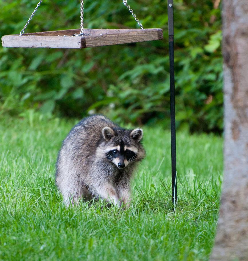 Name:  Raccoon #2 6-19-11 D.jpg
Views: 1158
Size:  133.1 KB