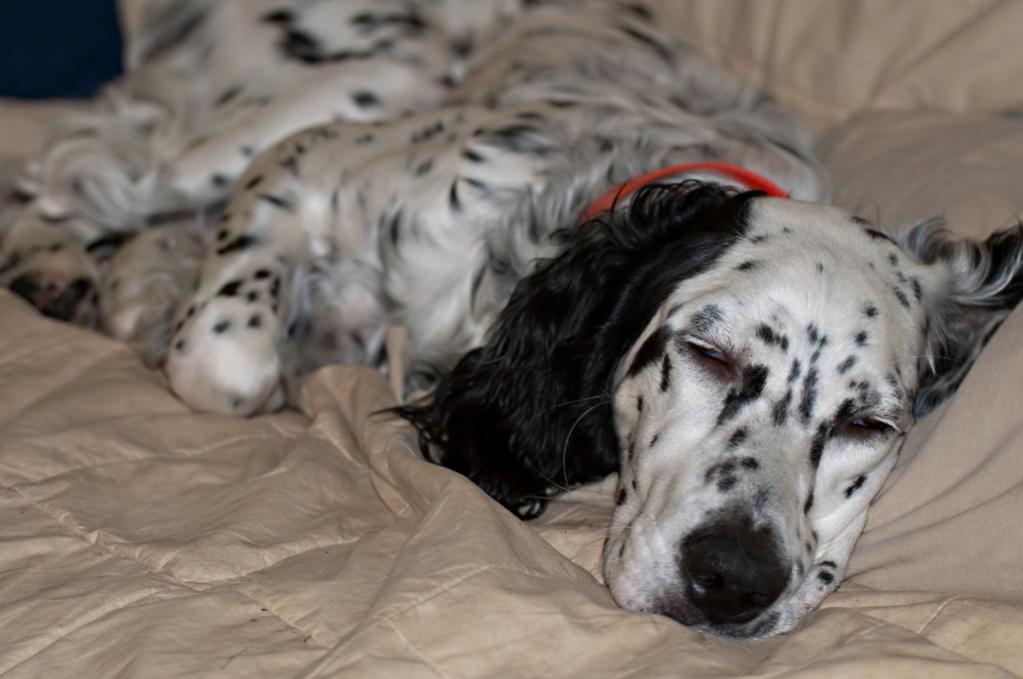 Name:  Lili - very first nap on the couch 6-28-19.jpg
Views: 1115
Size:  66.8 KB