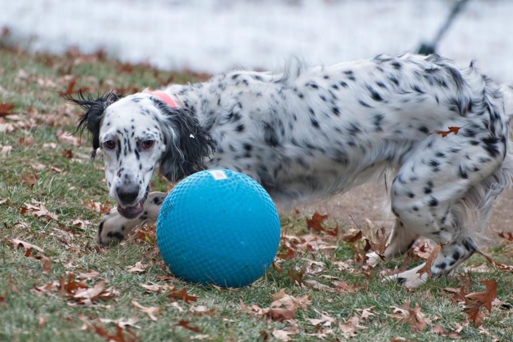 Name:  Lili with her birthday ball 11-16-19 A.jpg
Views: 14570
Size:  109.5 KB