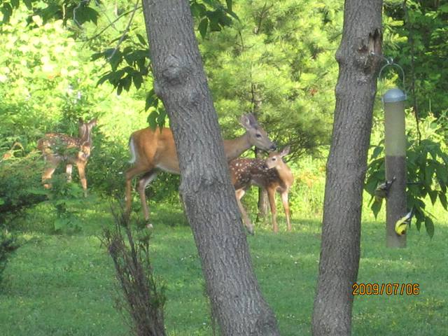 Name:  momma deer and twins.JPG
Views: 154
Size:  67.0 KB