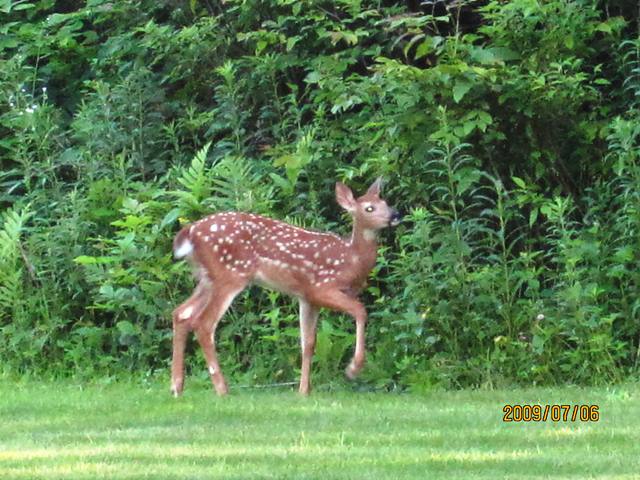 Name:  single deer.JPG
Views: 188
Size:  73.9 KB