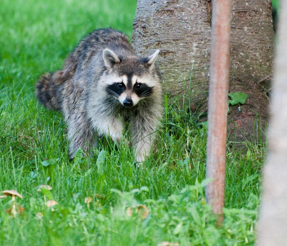 Name:  Raccoon #1 6-19-11 T.jpg
Views: 818
Size:  147.8 KB